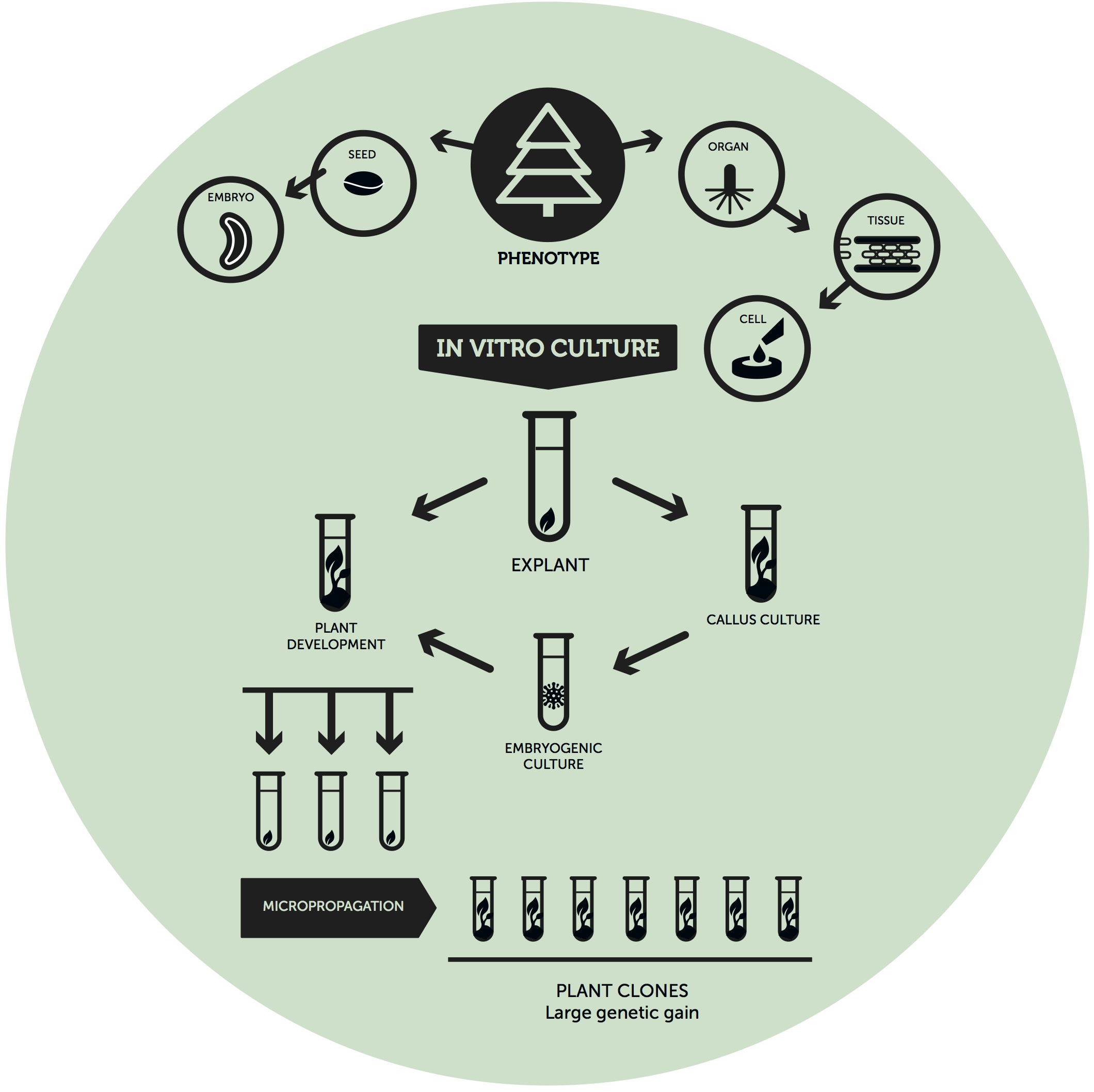 Plant cloning
